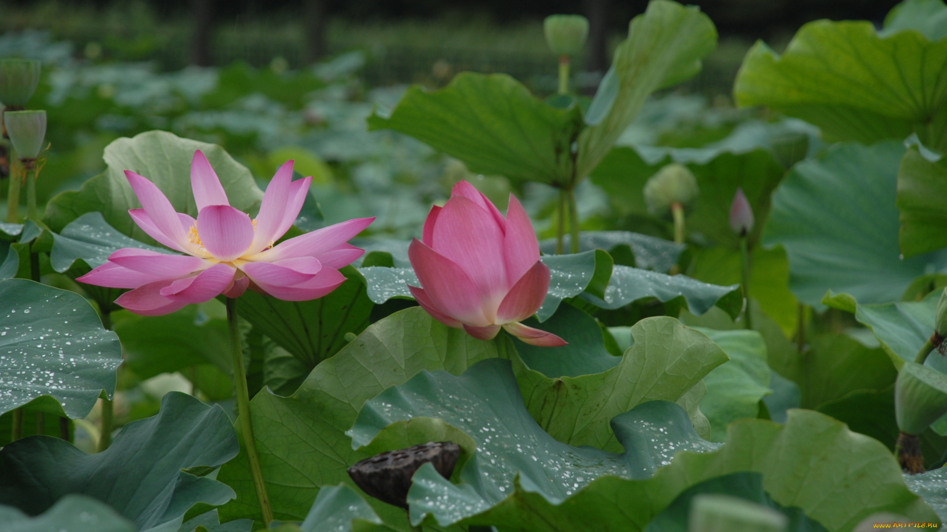 цветы, лотосы, лепестки