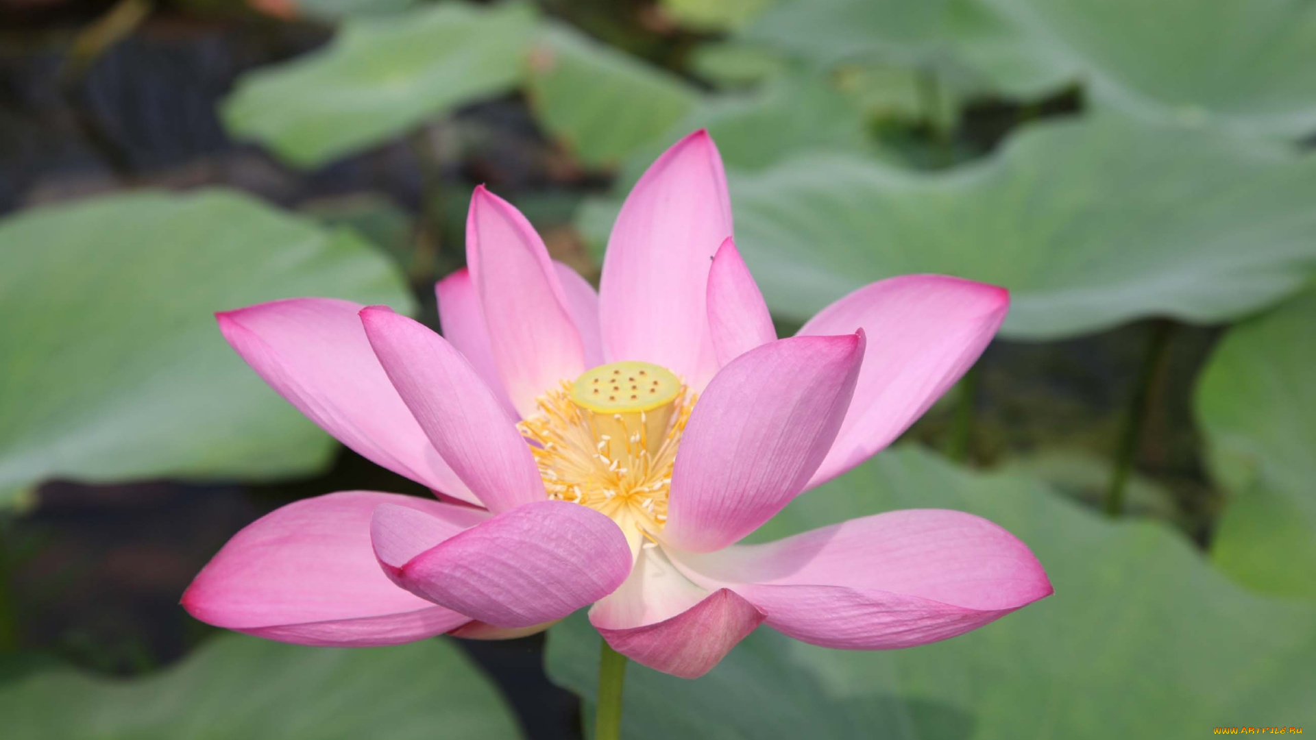 цветы, лотосы, лепестки