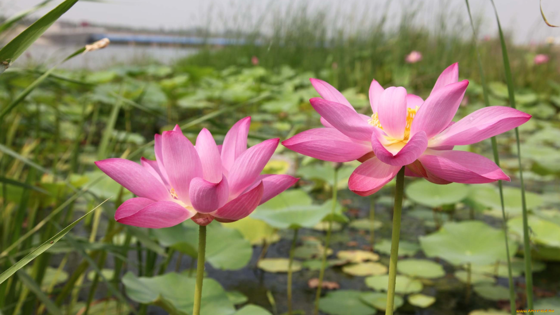 цветы, лотосы, лепестки