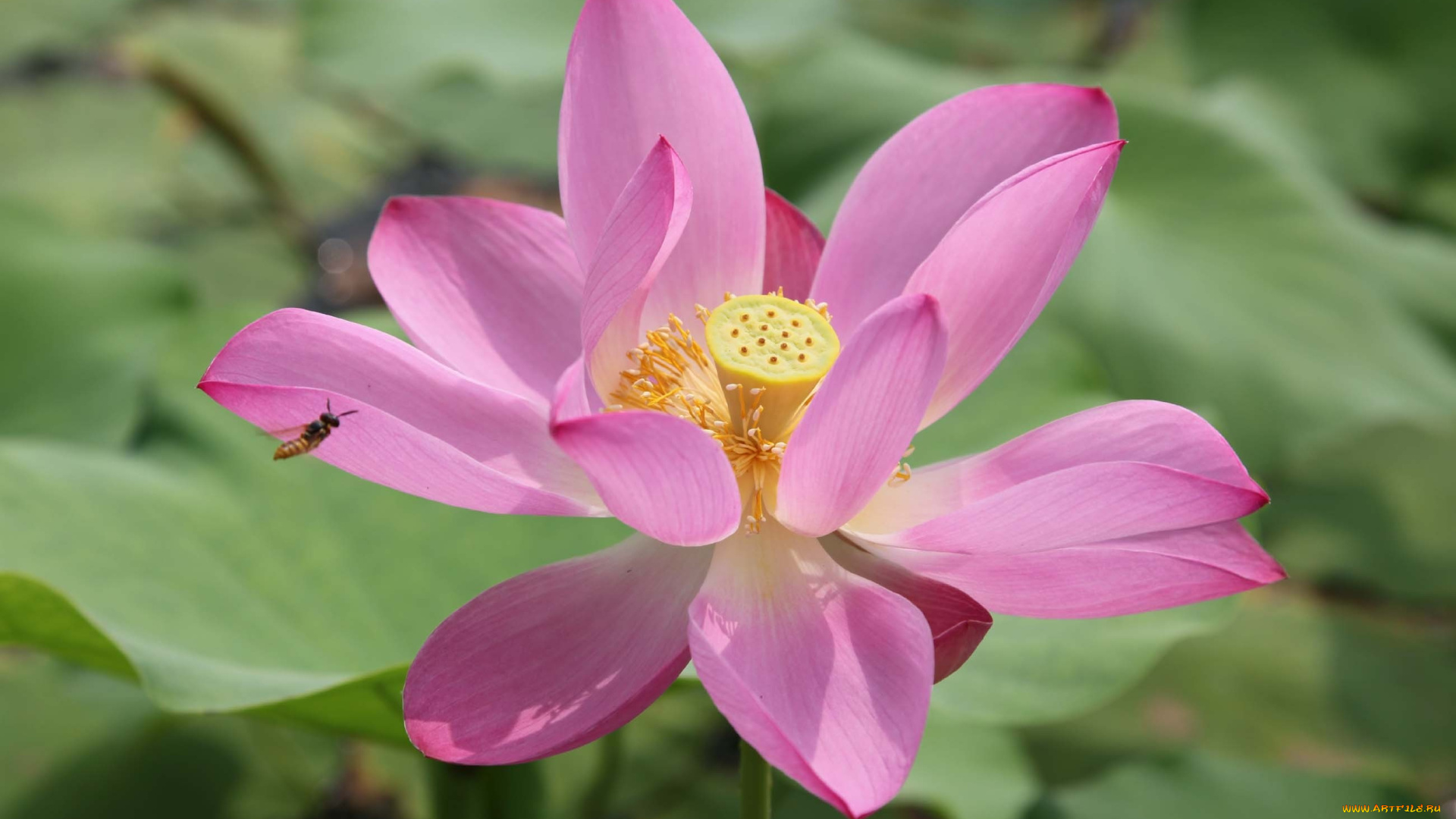 цветы, лотосы, лепестки