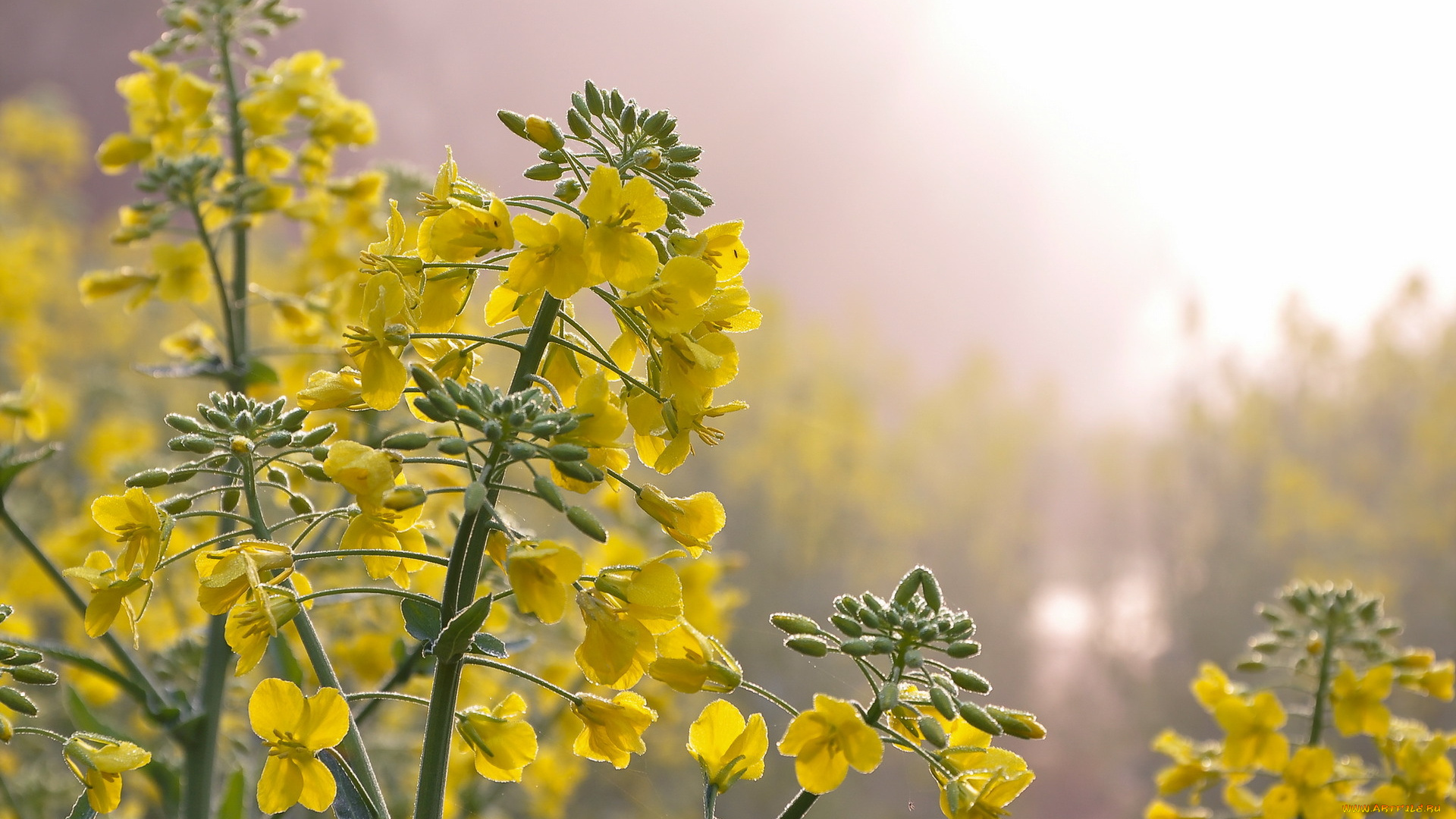 цветы, луговые, , полевые, , цветы, природа, весна
