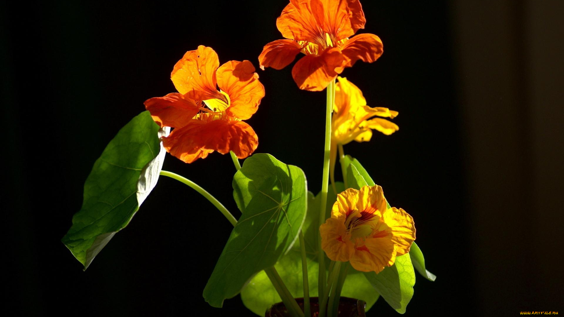 цветы, настурции, оранжевый