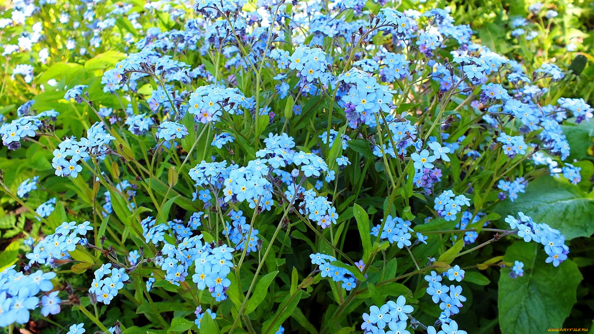 цветы, незабудки, голубой
