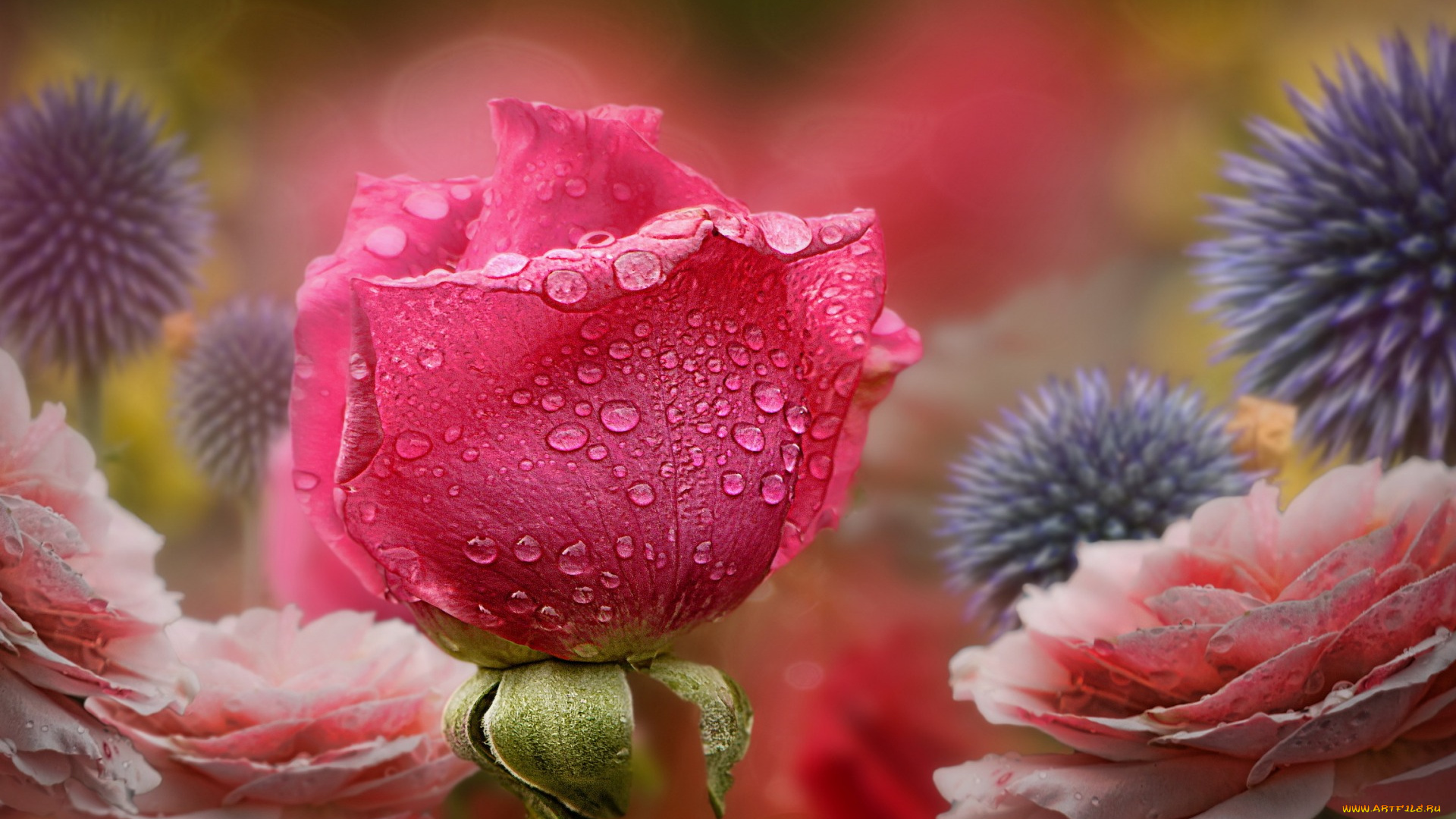 цветы, разные, вместе, природа, роза