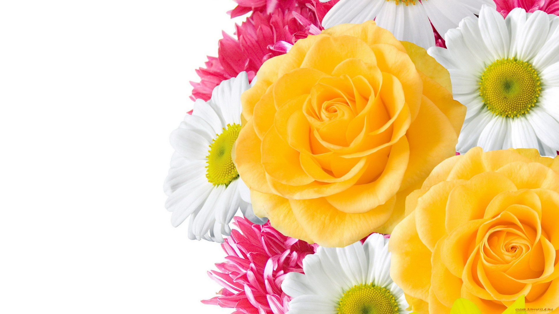 цветы, разные, вместе, розы, ромашки