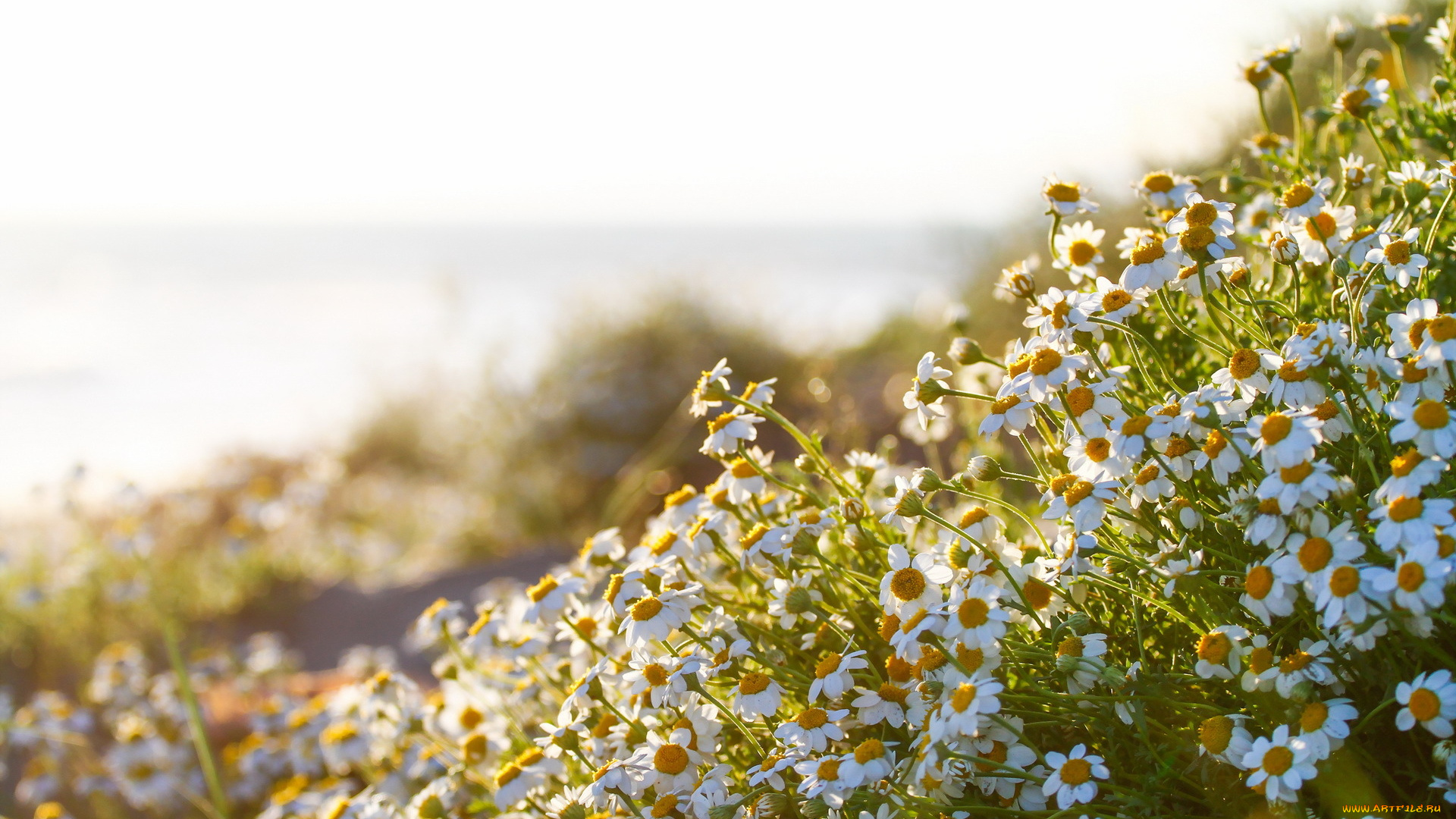 цветы, ромашки, природа, лето