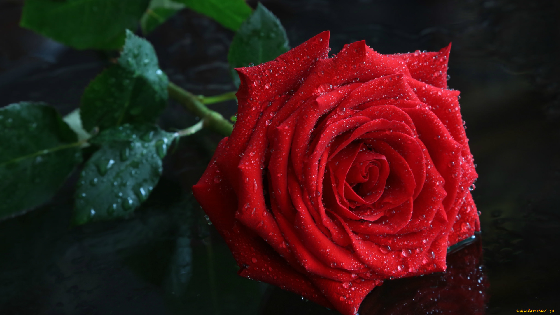 цветы, розы, бутон, красавица, красная, капли, роза