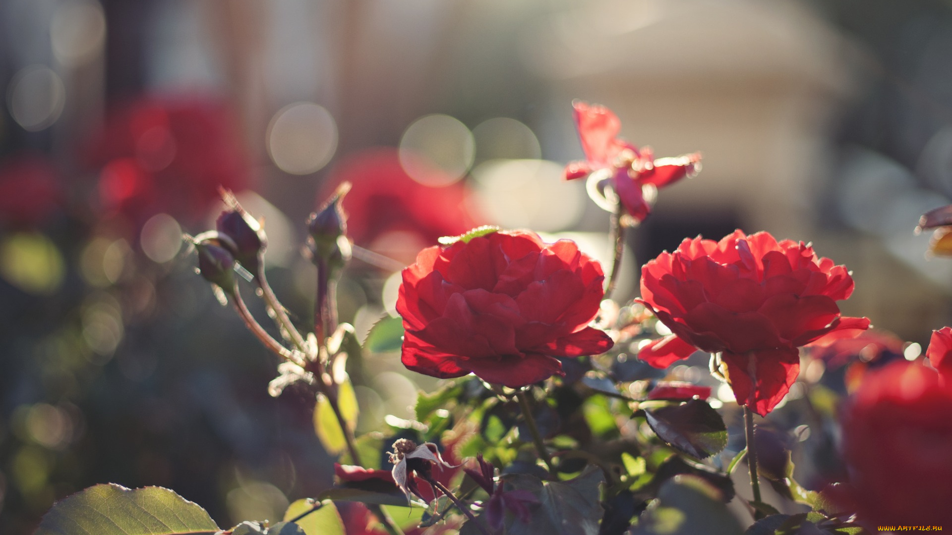 цветы, розы, лепестки, свет, листья