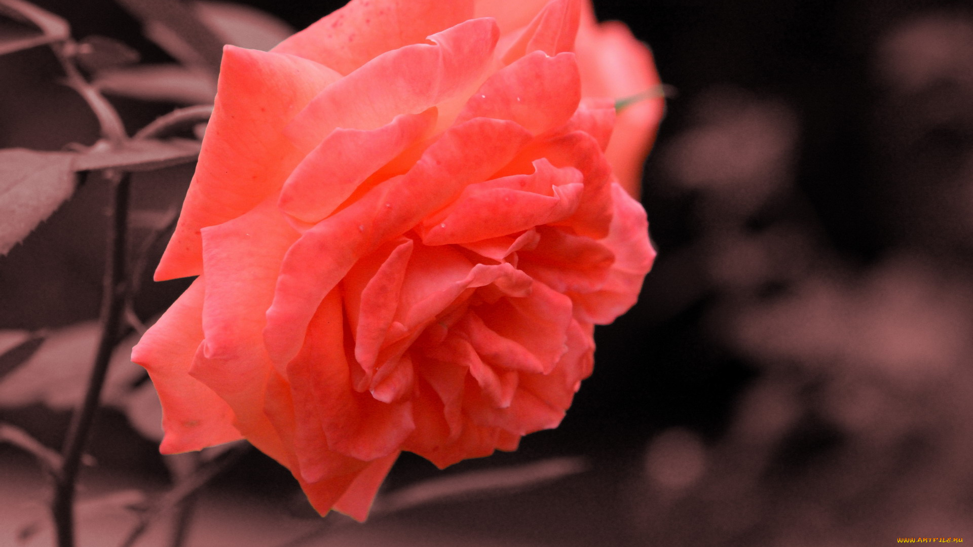 цветы, розы, макро