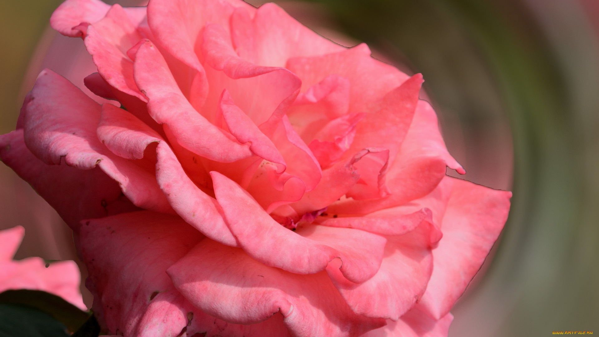 цветы, розы, макро