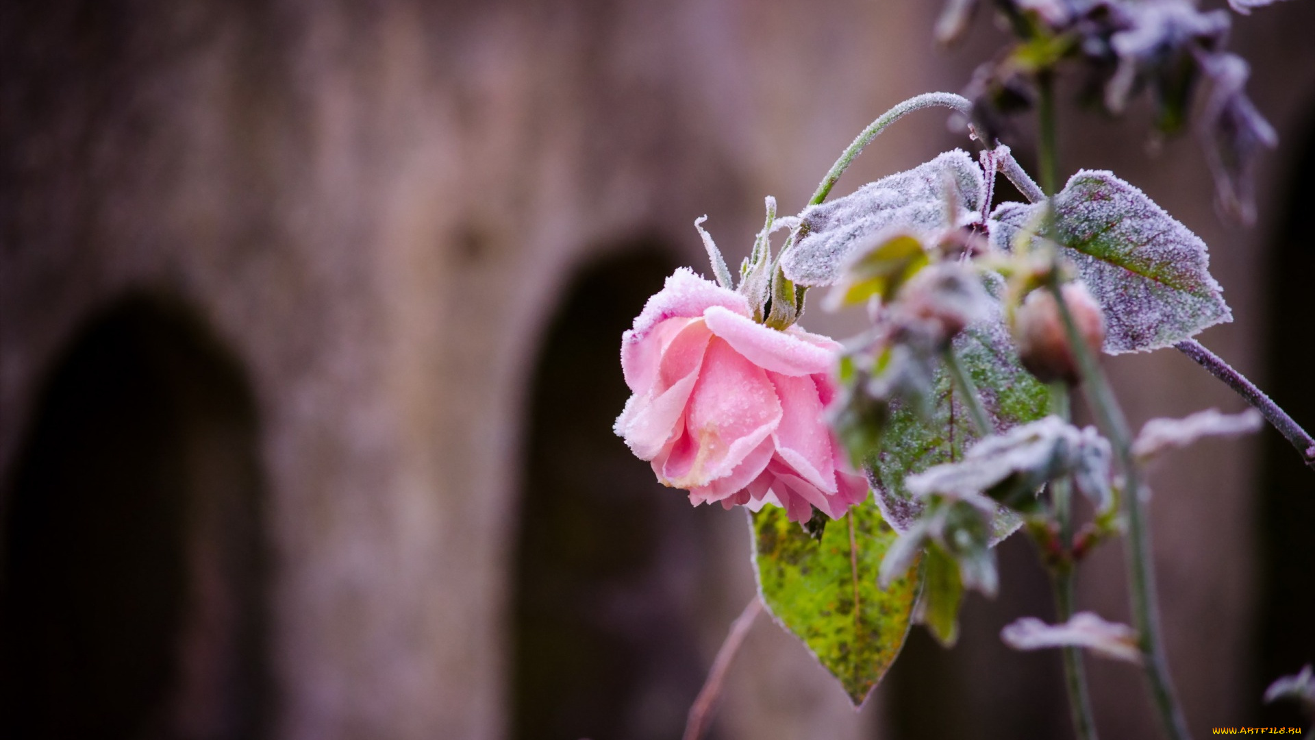 цветы, розы, роза, иней, природа