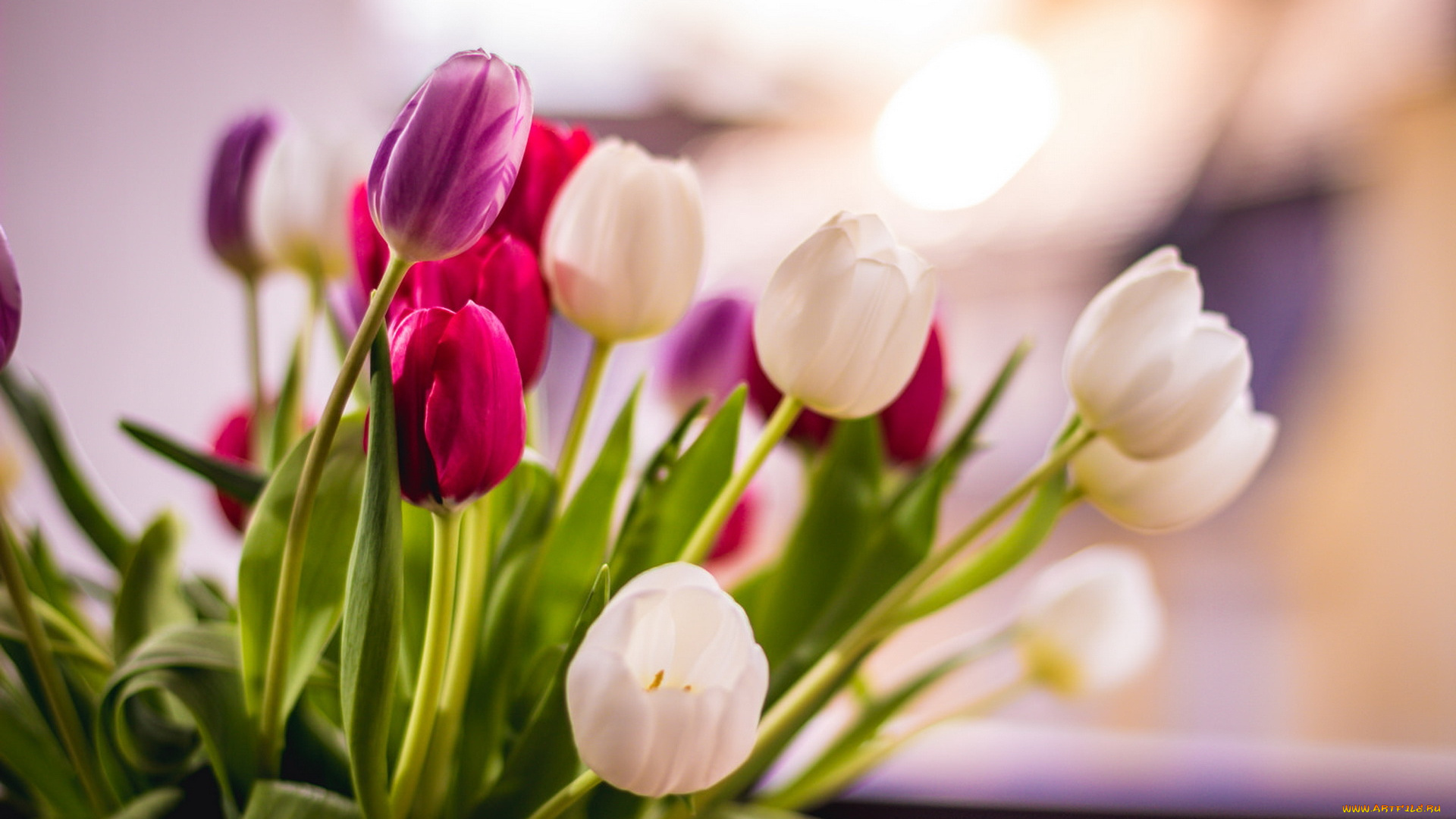 цветы, тюльпаны, фон