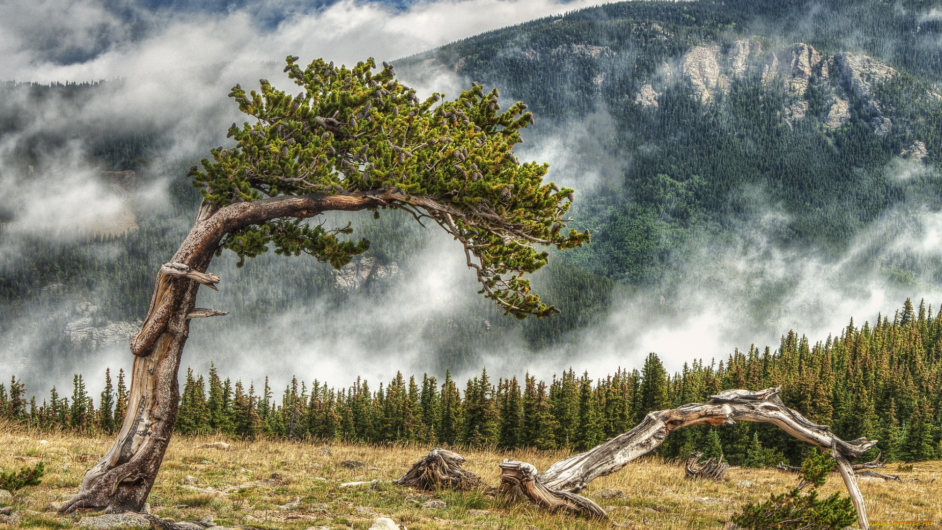 природа, деревья, горы, лес, туман, дерево