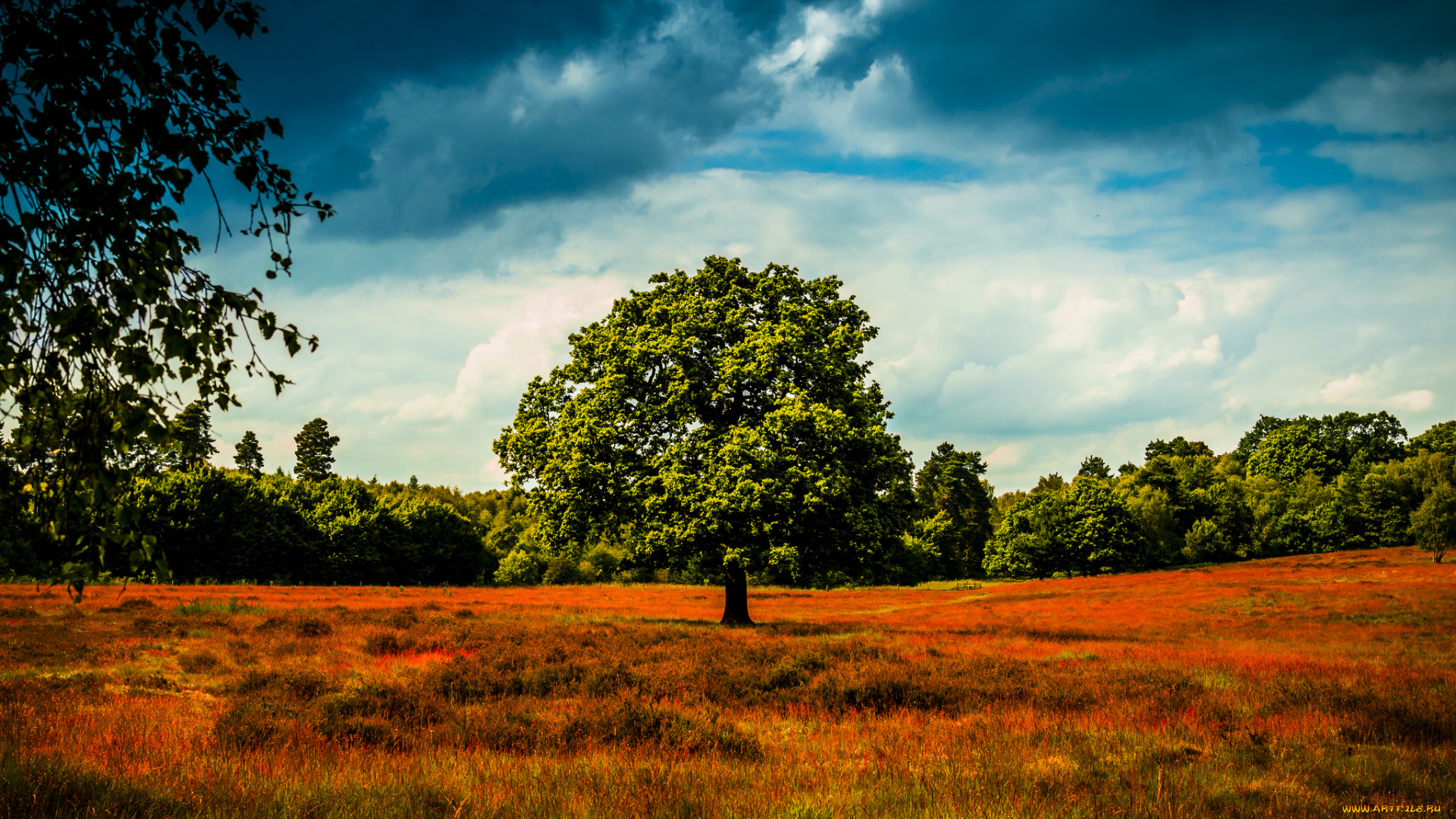 природа, деревья, поле, дерево, небо