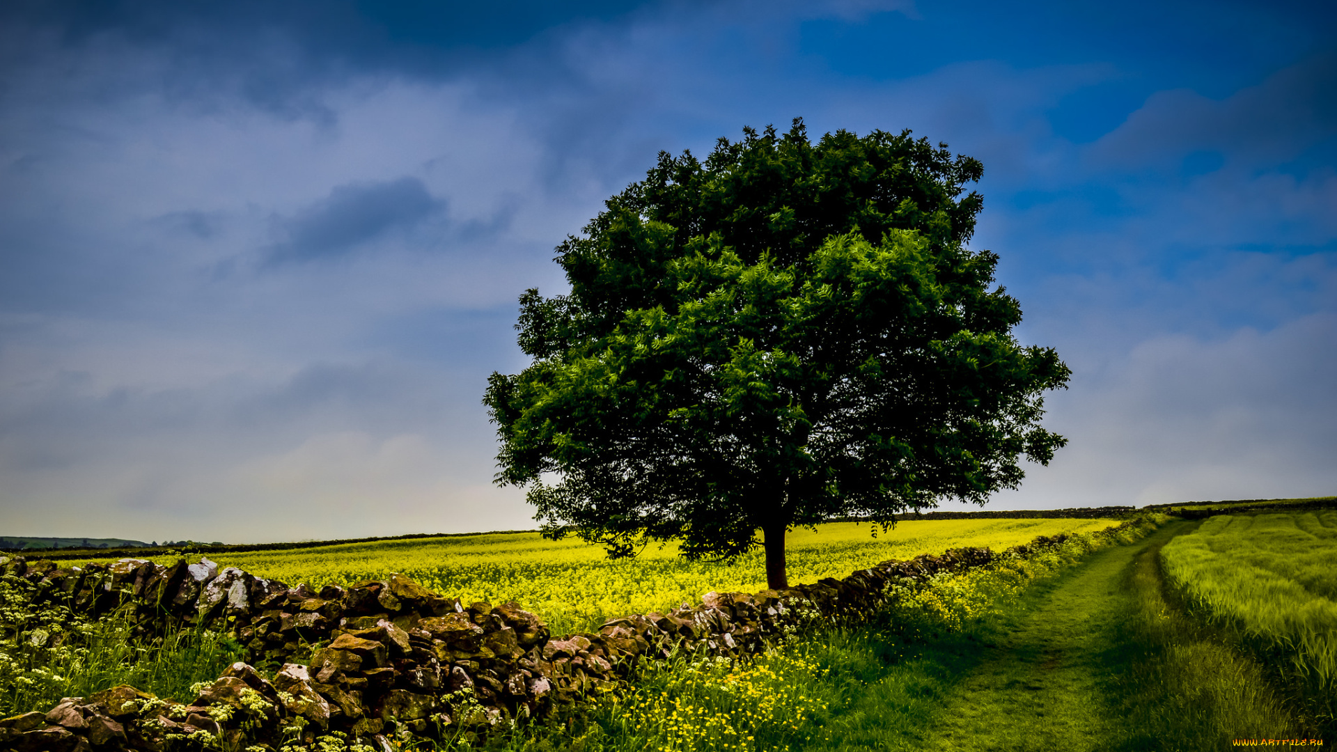природа, деревья, поле, дерево, небо