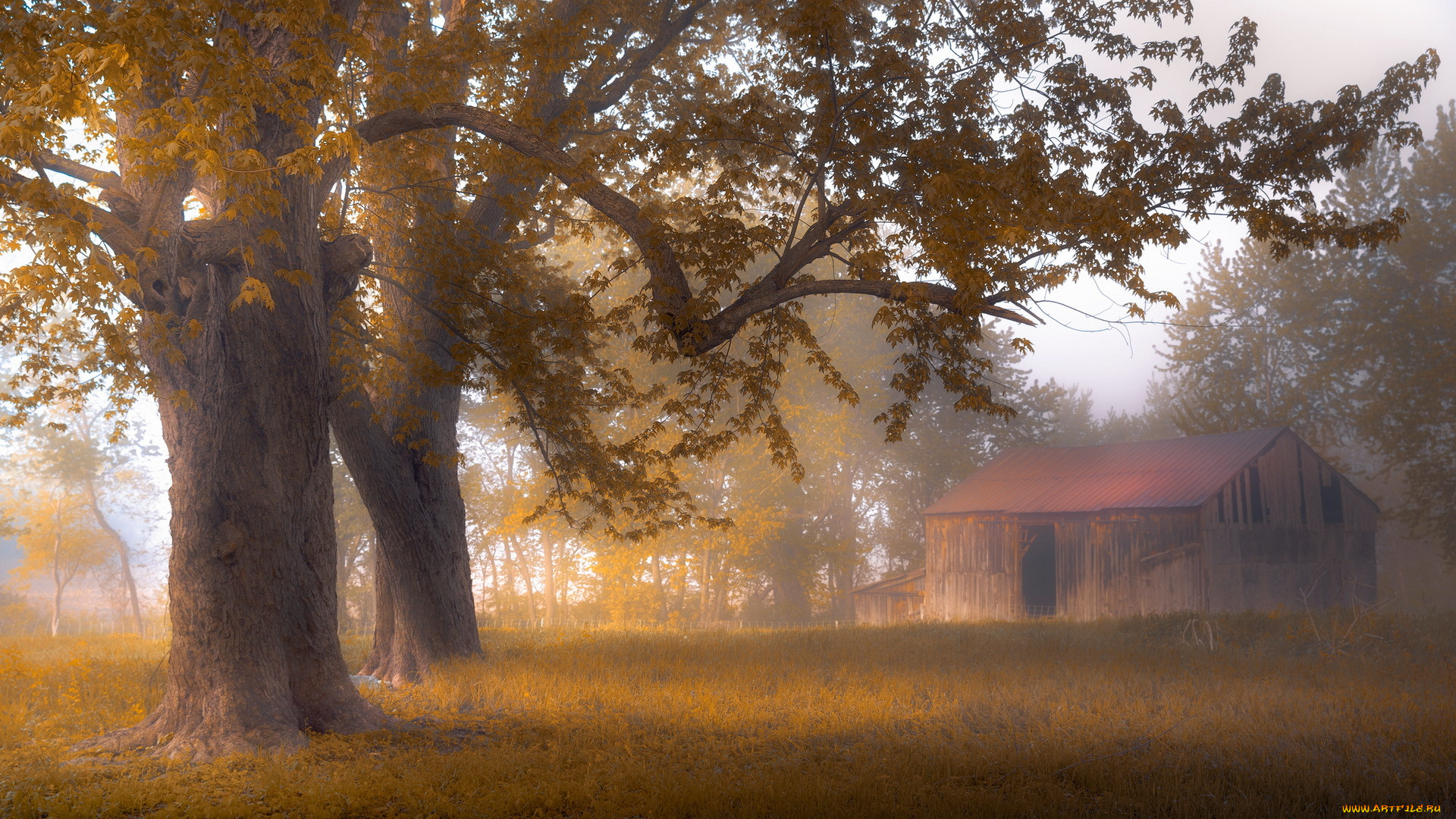 природа, деревья, туман, дом