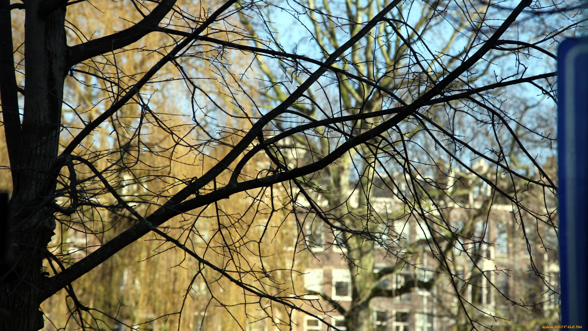 природа, деревья, ветки