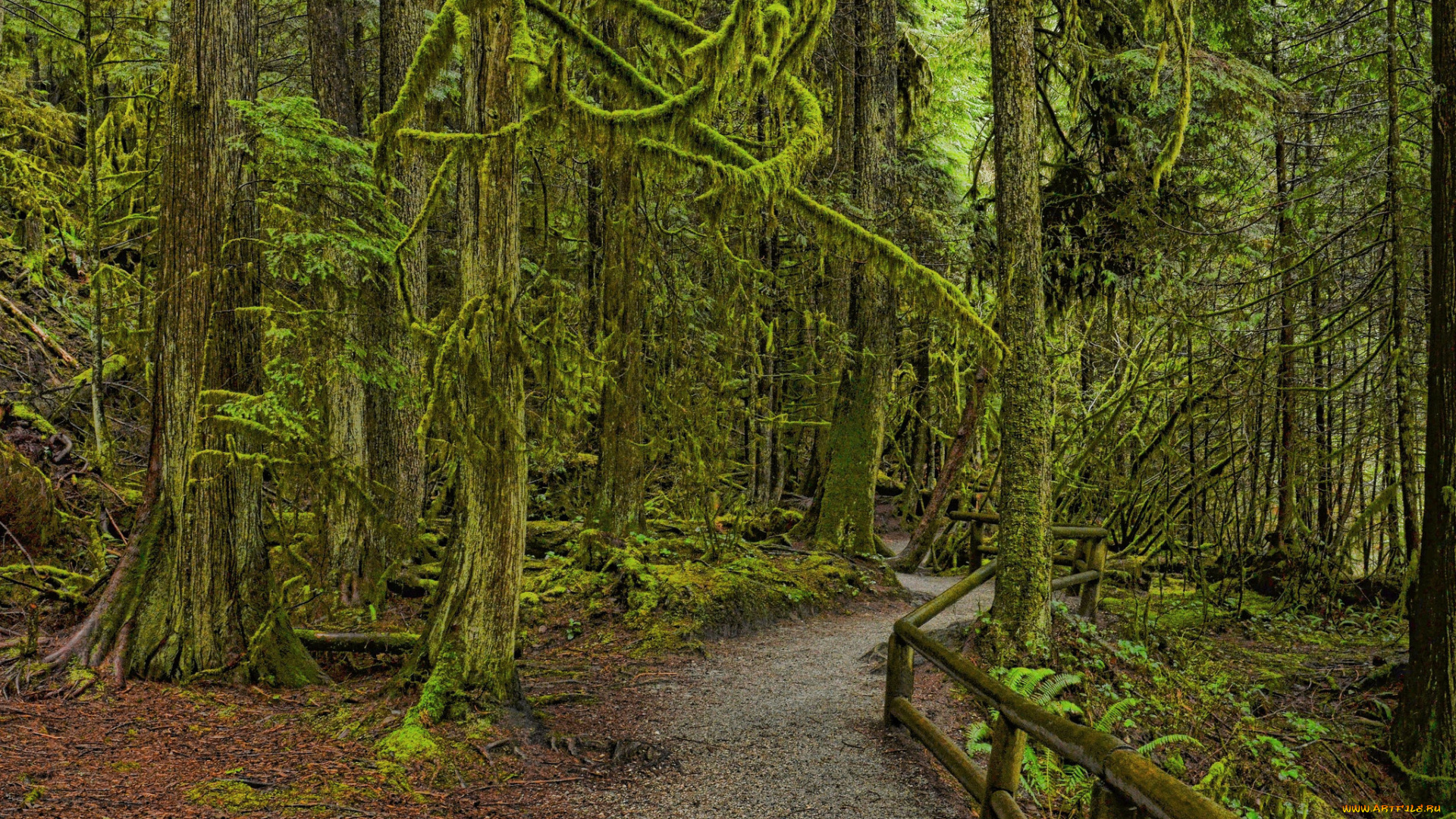 природа, дороги, лес, тропа