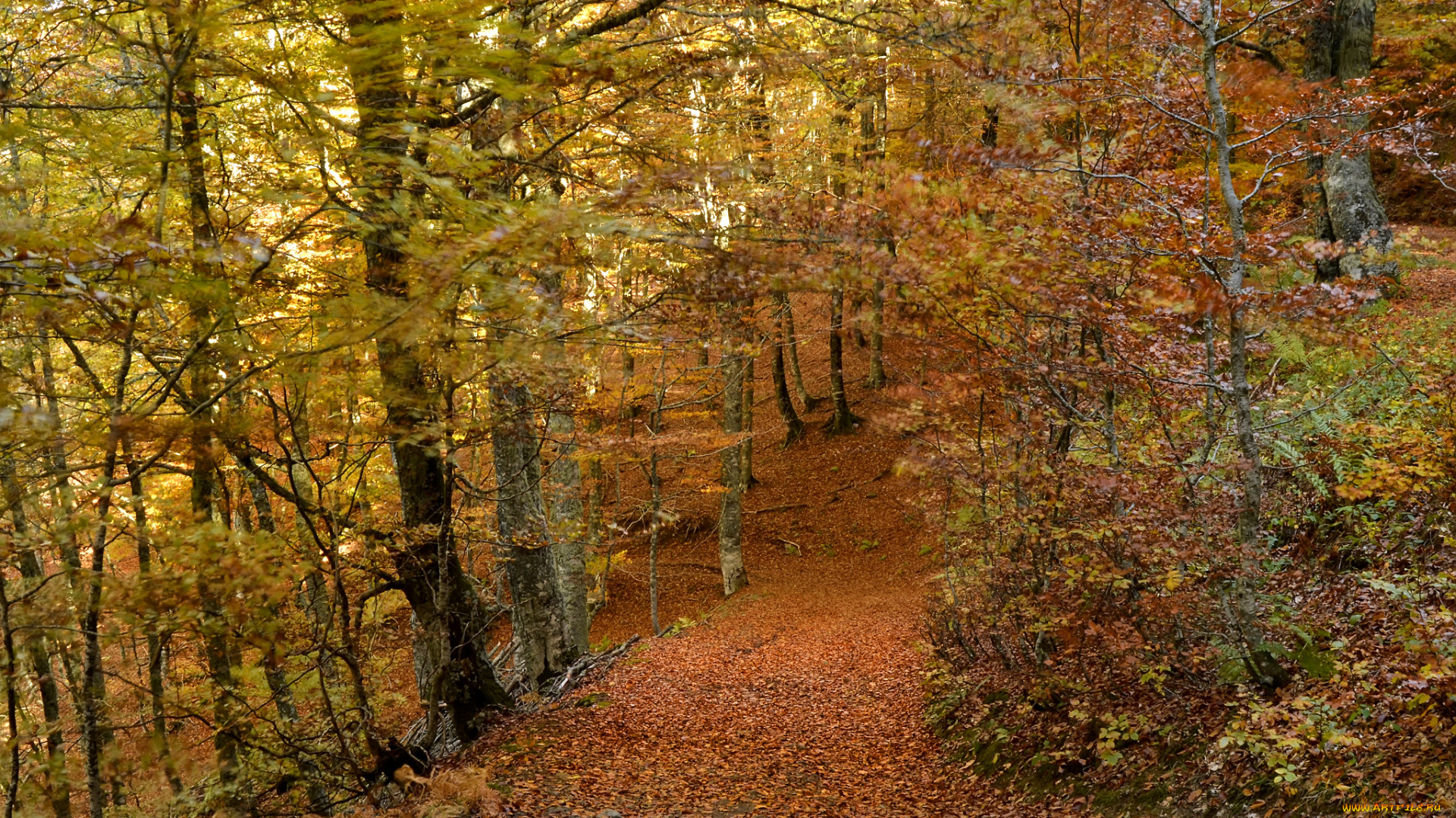 природа, дороги, осень, лес, тропинка