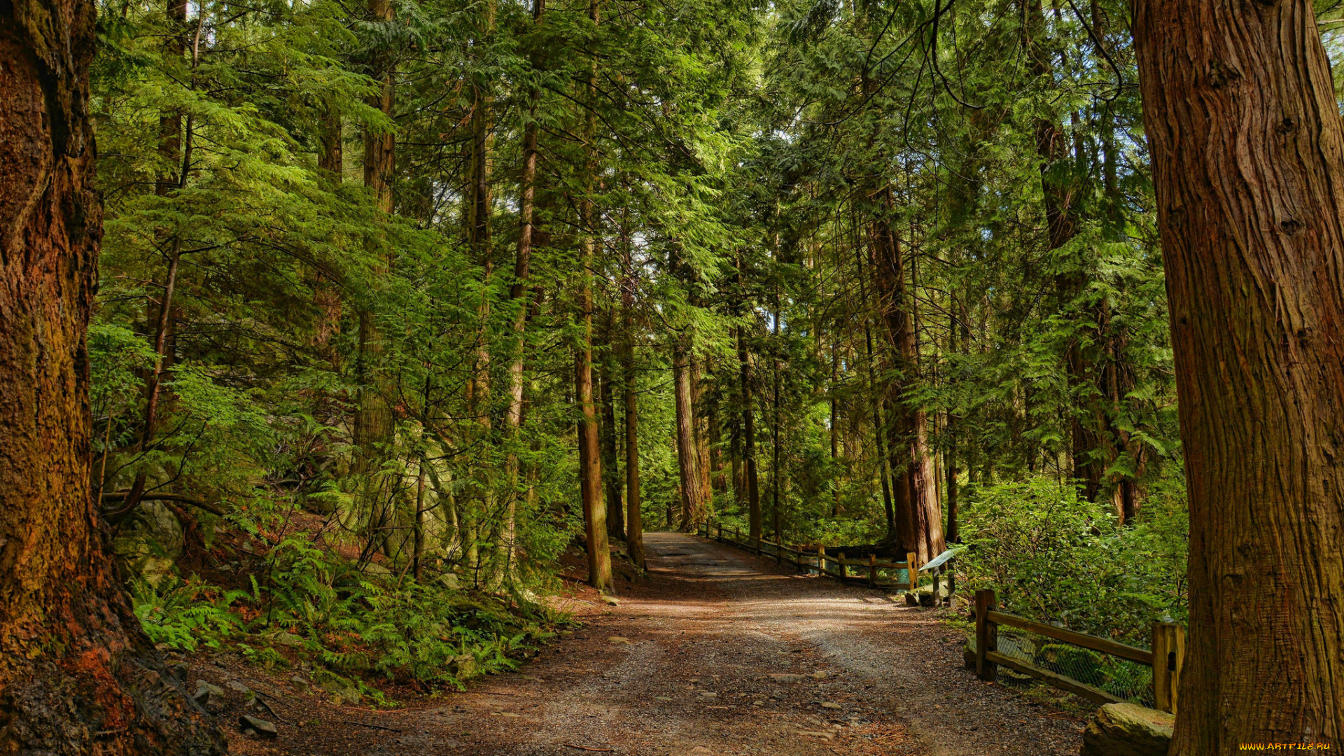 природа, дороги, тракт, лес