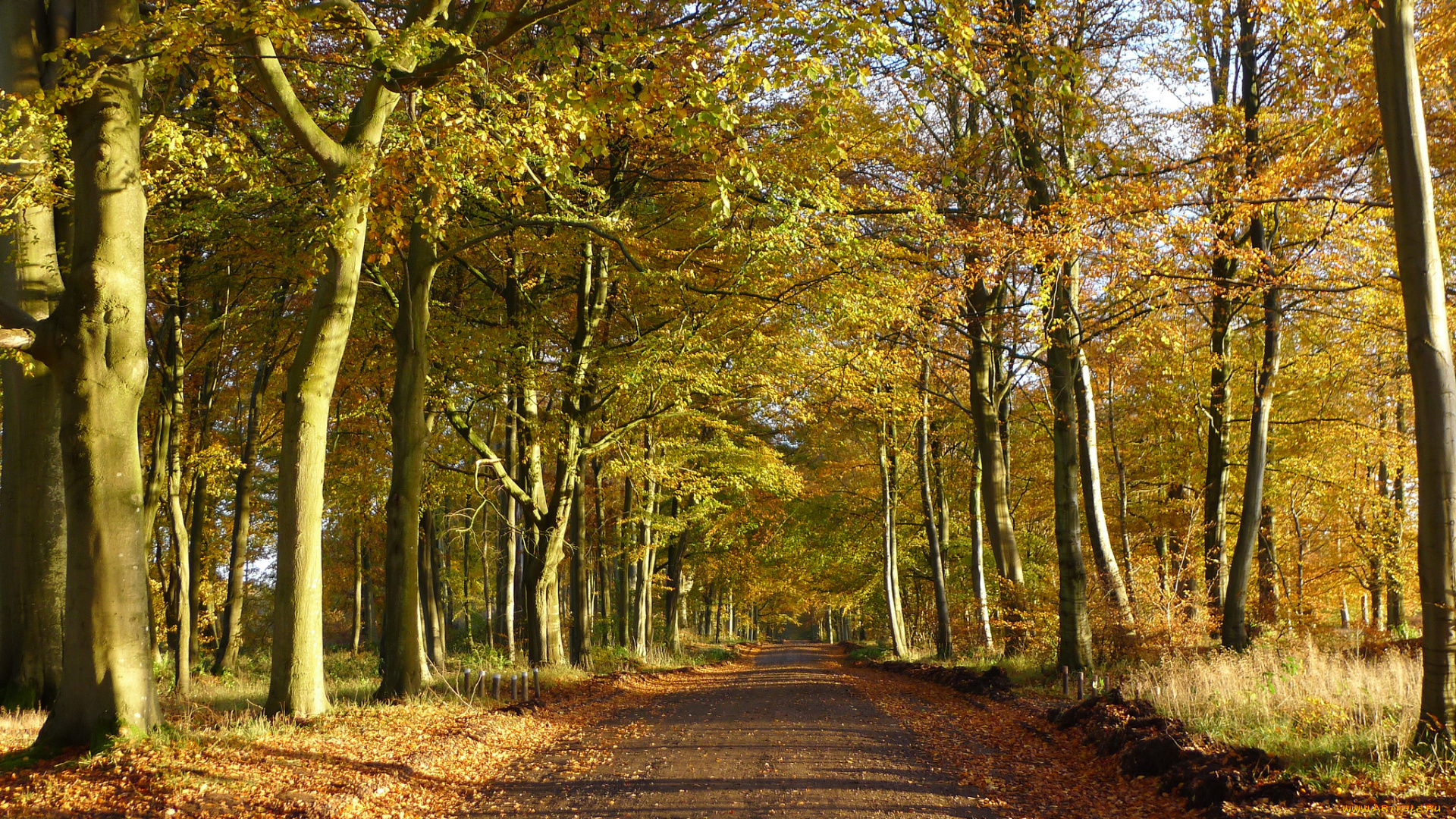 природа, дороги, тракт, лес, осень