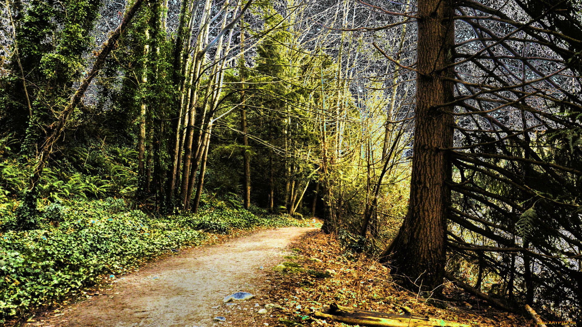 природа, дороги, тропа, лес