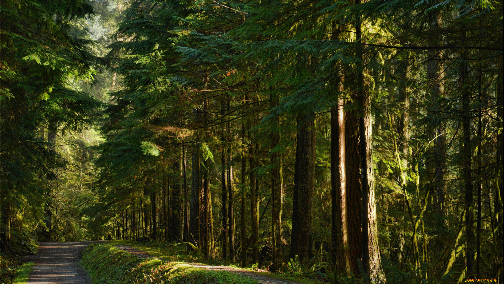 природа, дороги, тропа, лес