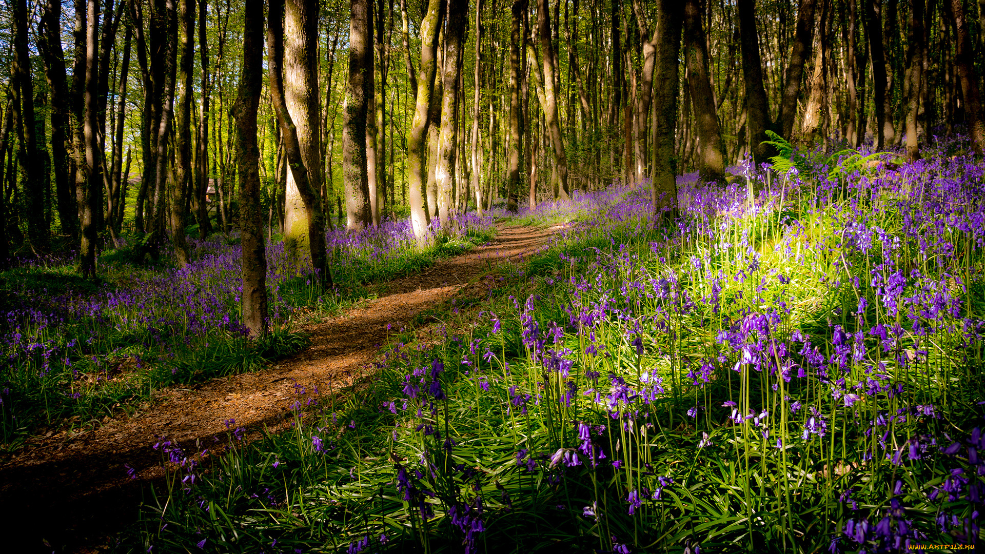 природа, дороги, тропа, лес