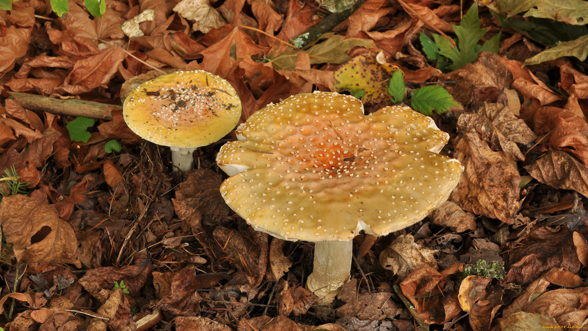природа, грибы, , мухомор, fly, agaric