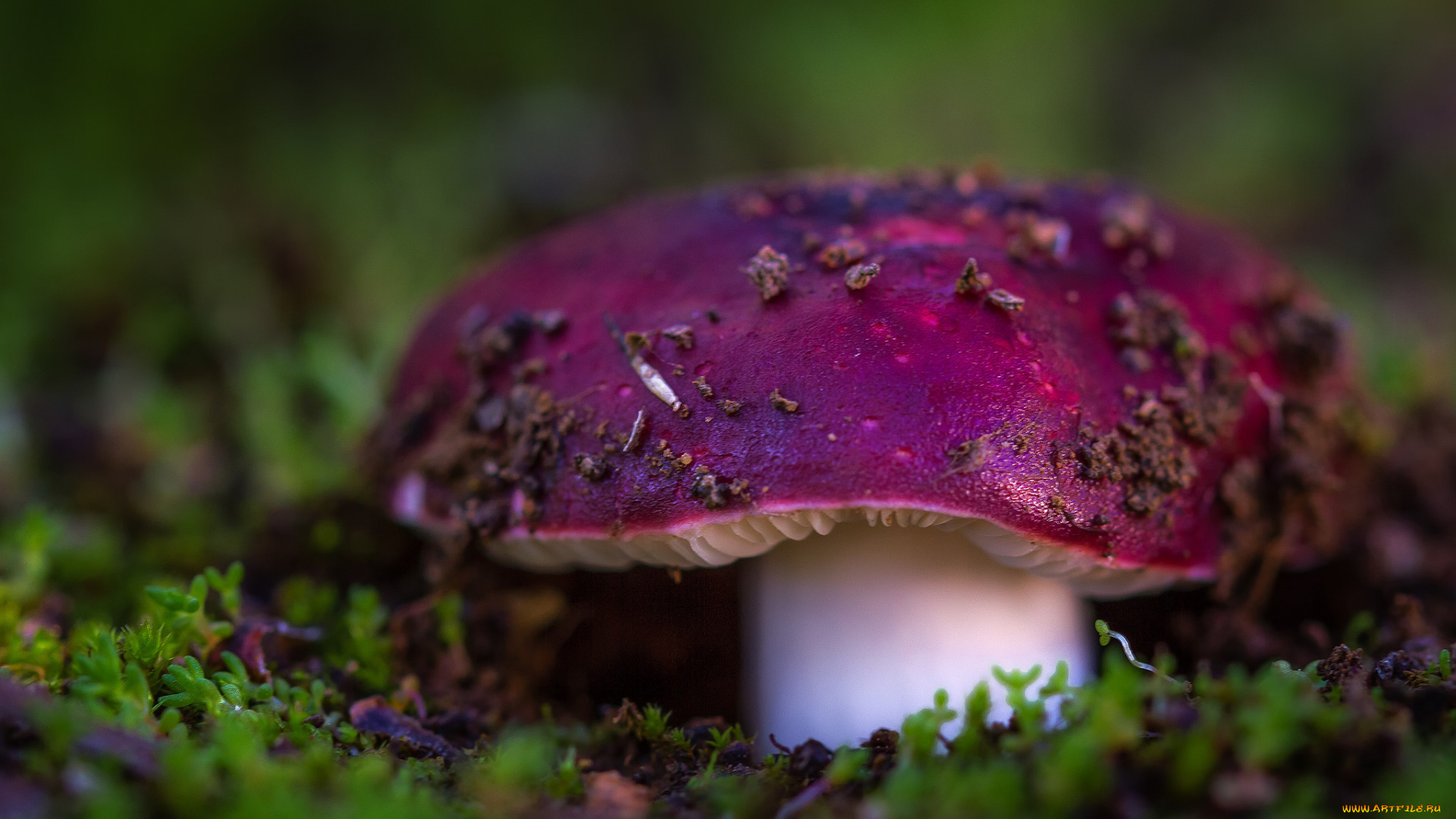 природа, грибы, лес, мох, сыроежка, гриб, макро