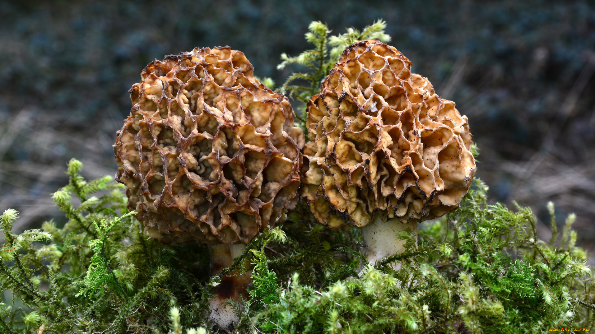 природа, грибы, сморчки