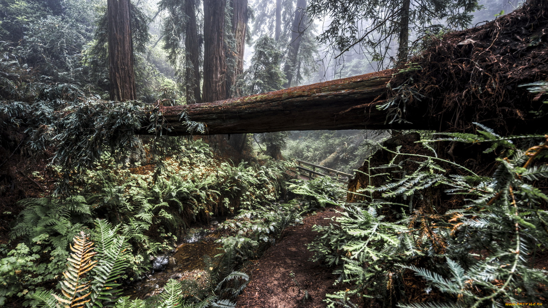 природа, лес, деревья, мостик, ручей