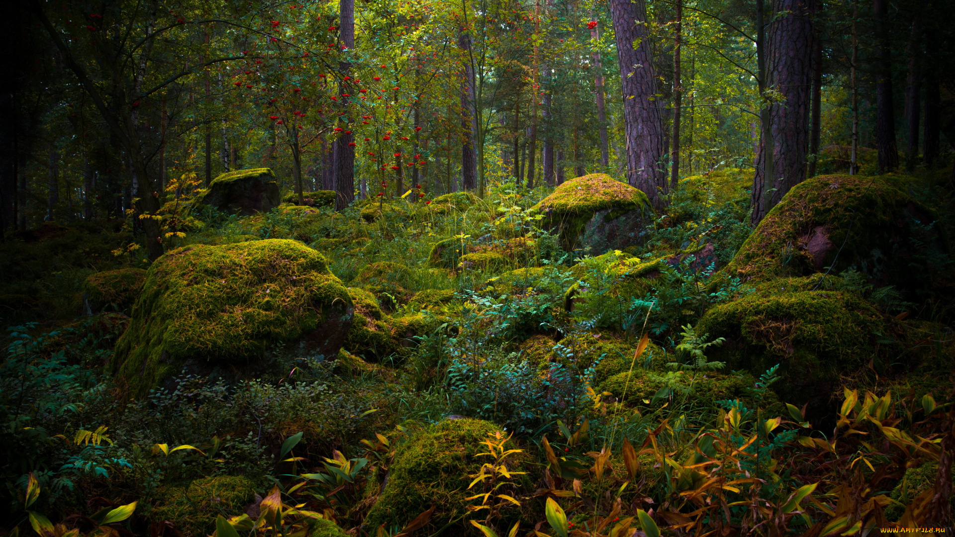 природа, лес, мох, камни, осень