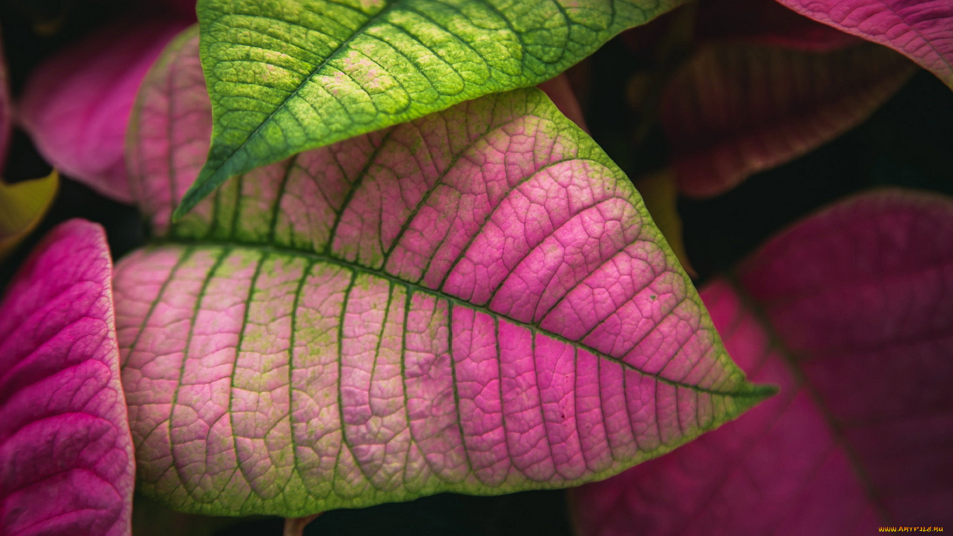 природа, листья, цвет