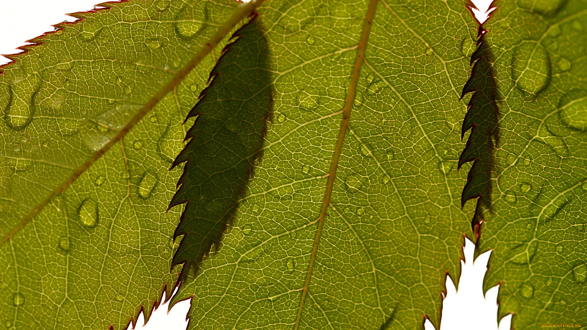 природа, листья, капли, макро