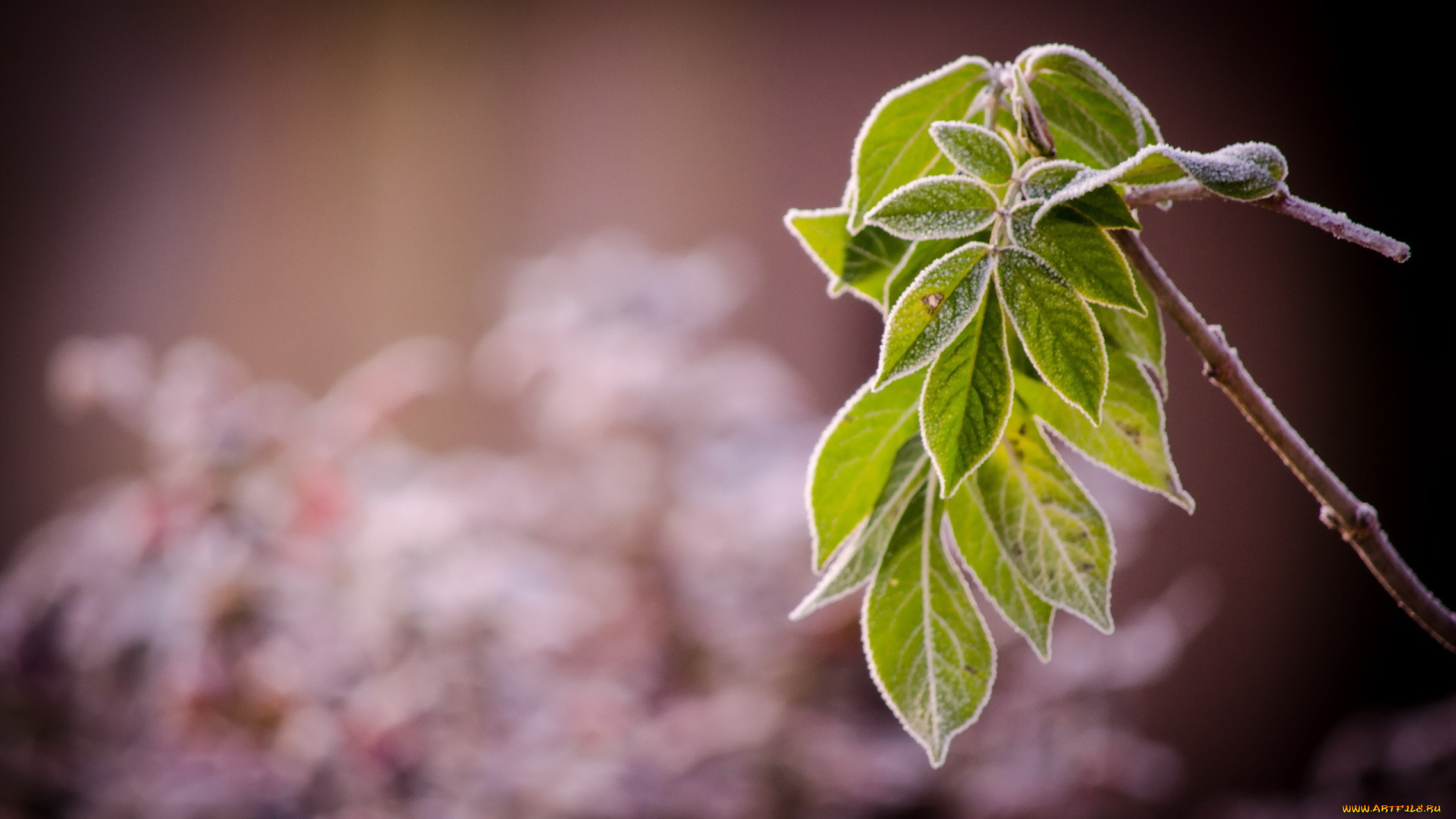 природа, листья, ветка