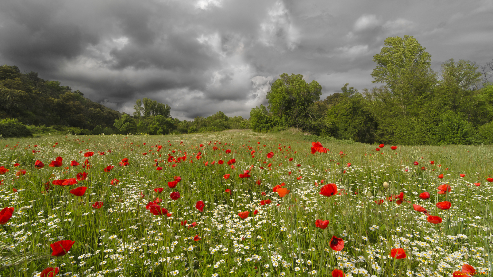 природа, луга, лужайка, лес