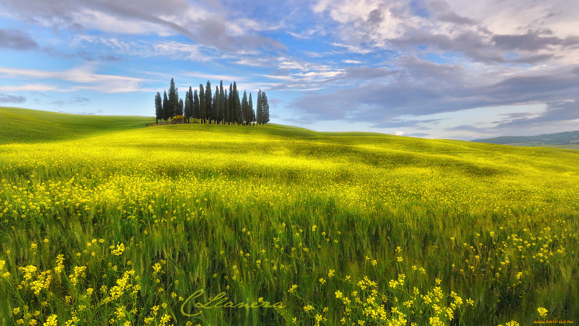 природа, луга, рапс, цветы, поле, облака, тоскана, италия, небо, май, весна