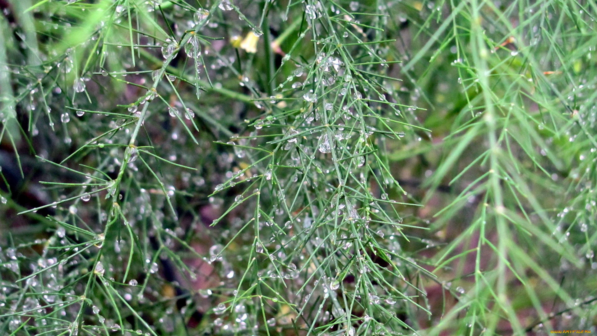 природа, макро, капли