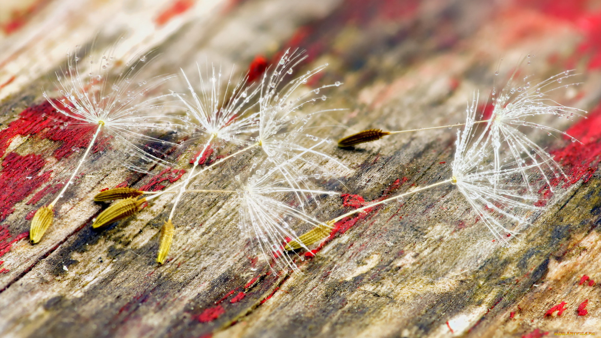 природа, макро, семена, фон