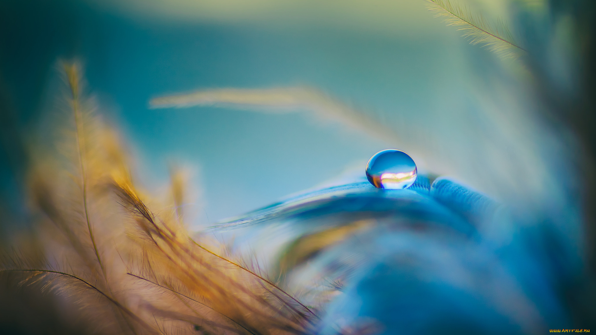 природа, макро, вода, оранжевый, голубой, перья, капелька