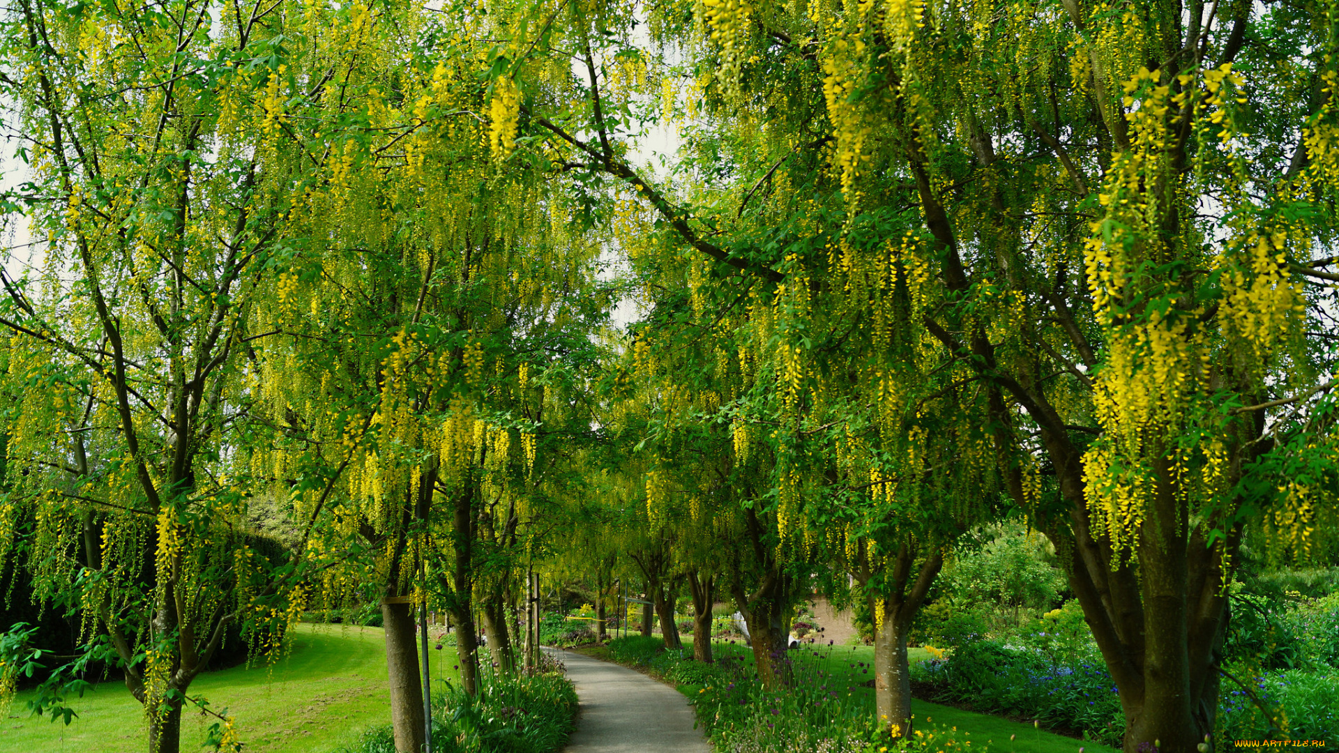 природа, парк, дорожка, аллея, деревья