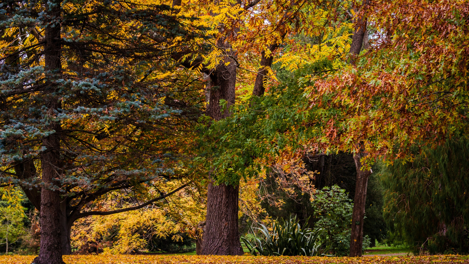 природа, парк, крайстчерч, new, zealand, christchurch, botanic, gardens, осень, листья, деревья, новая, зеландия