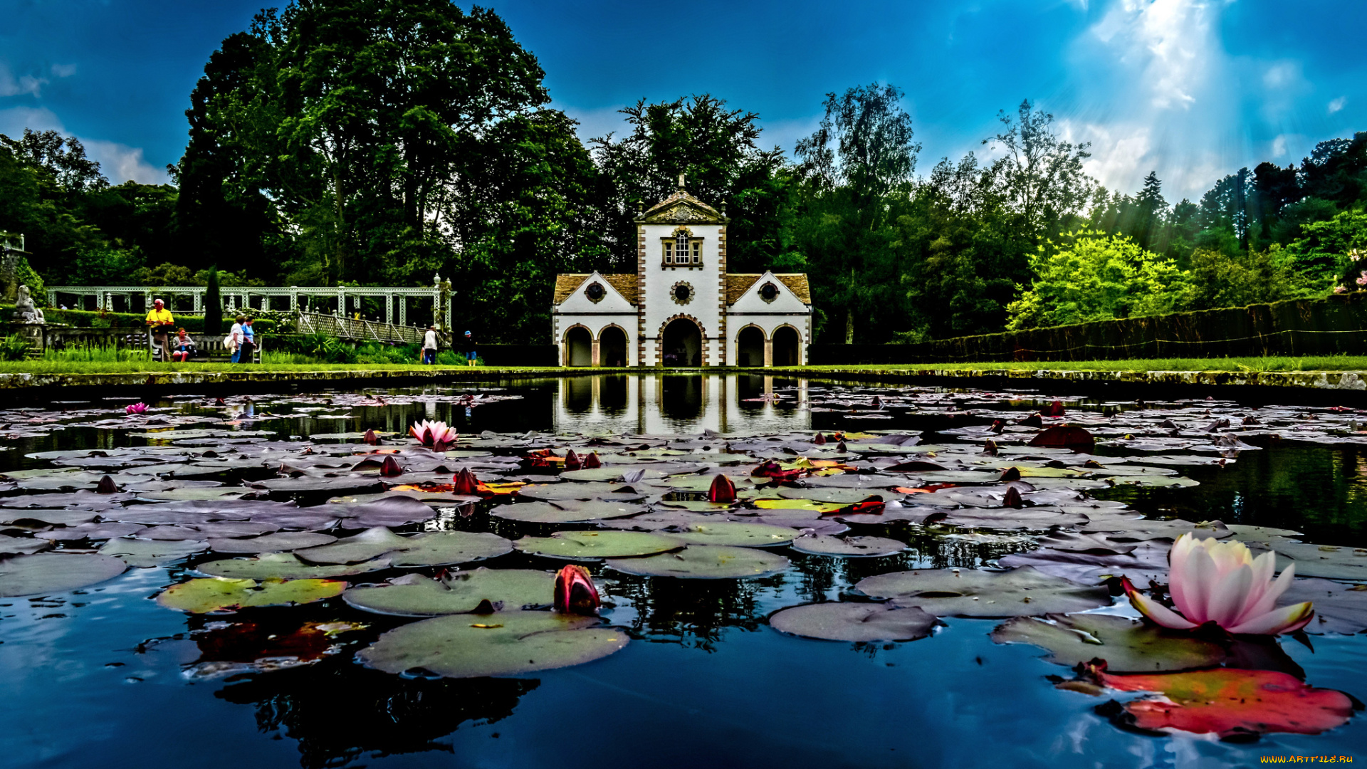 природа, парк, озеро, водяные, лилии