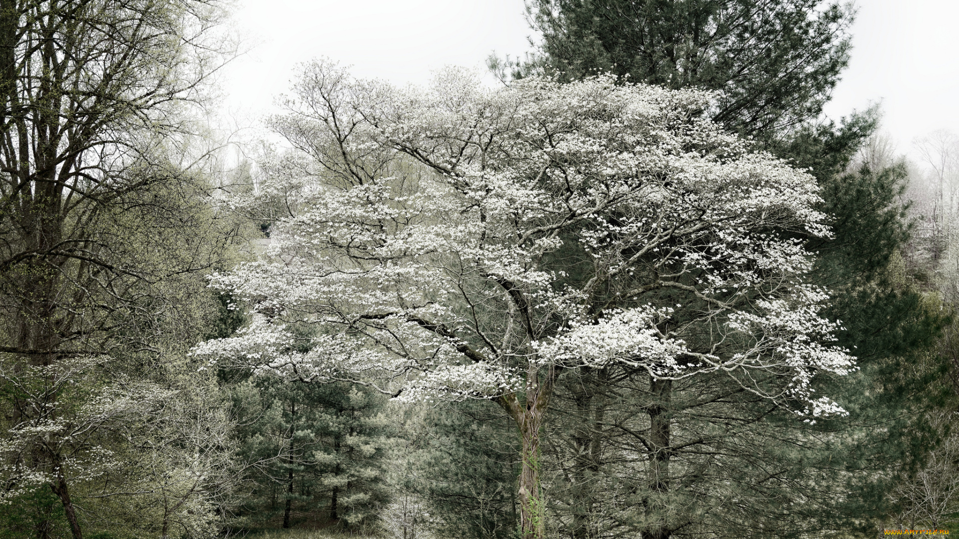 природа, парк, весна, деревья