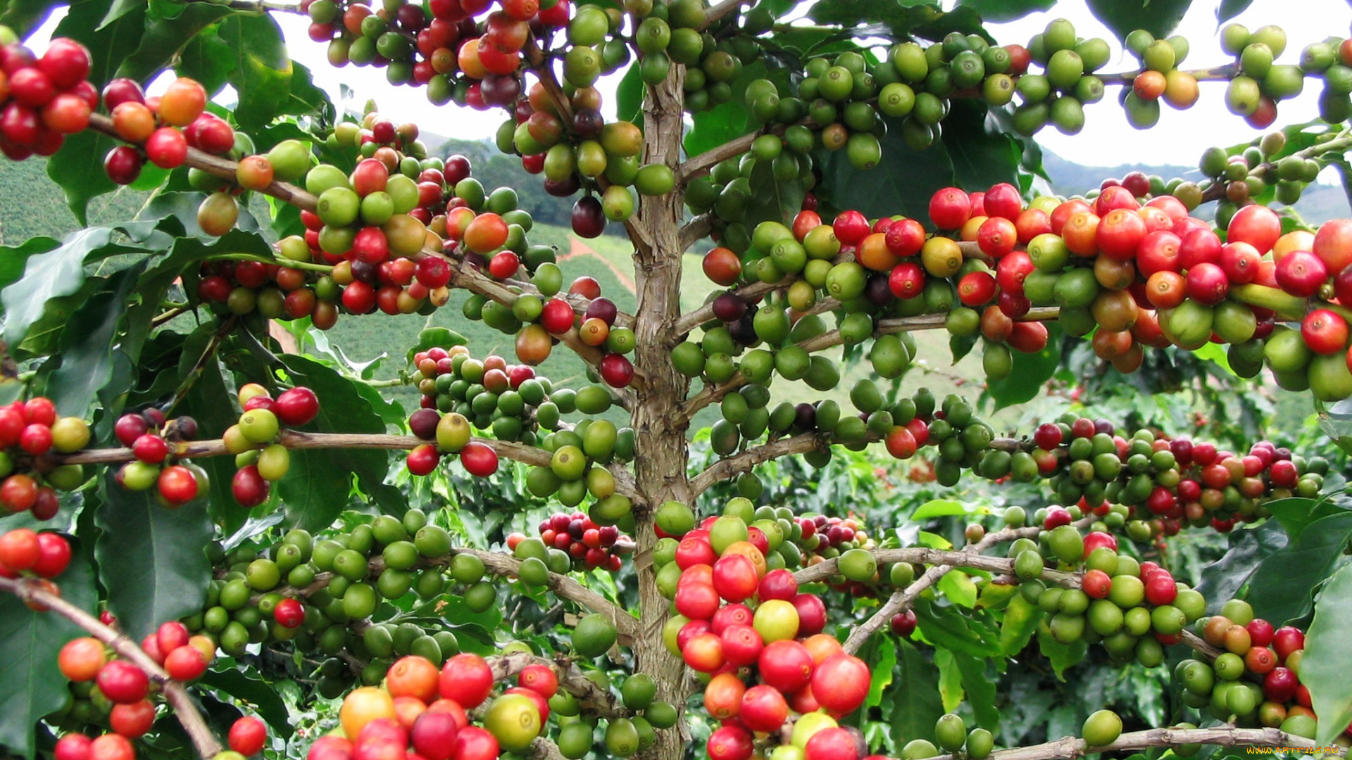 природа, плоды, кофе, ветки