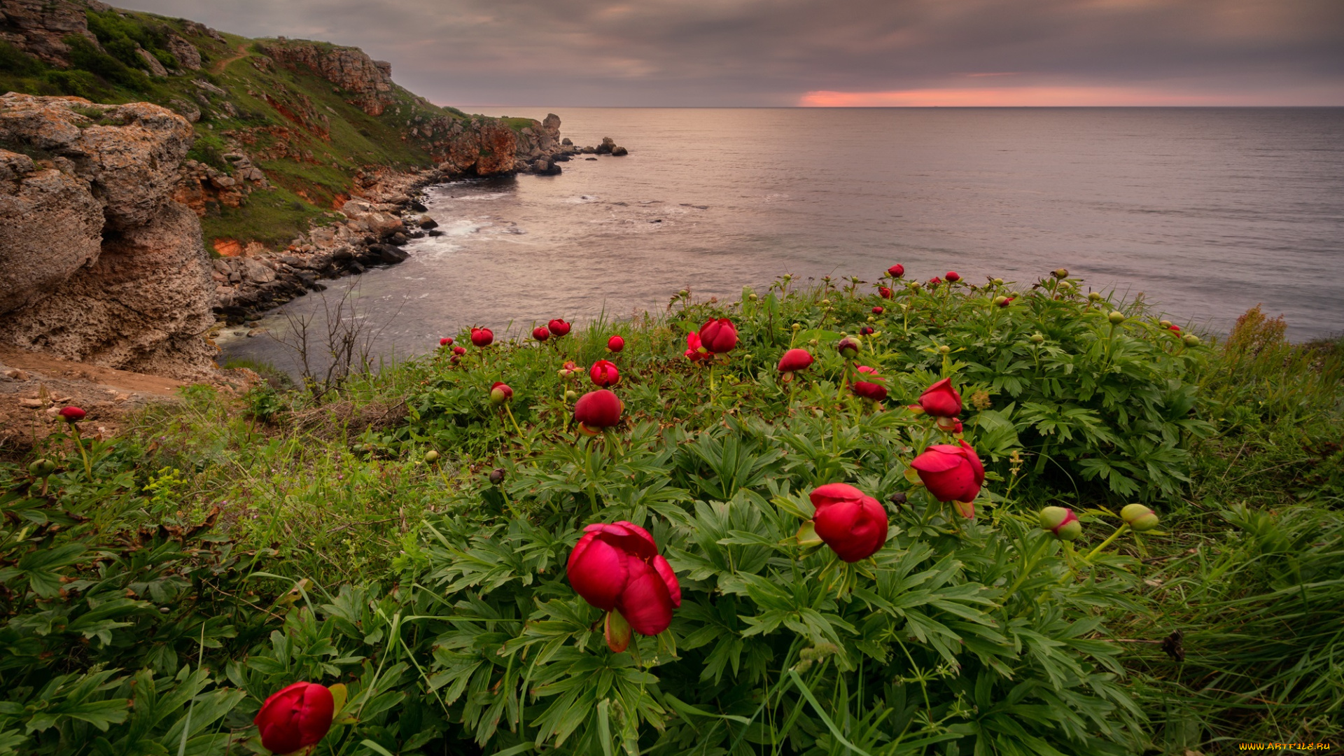 природа, побережье, горизонт, цветы, луг, океан