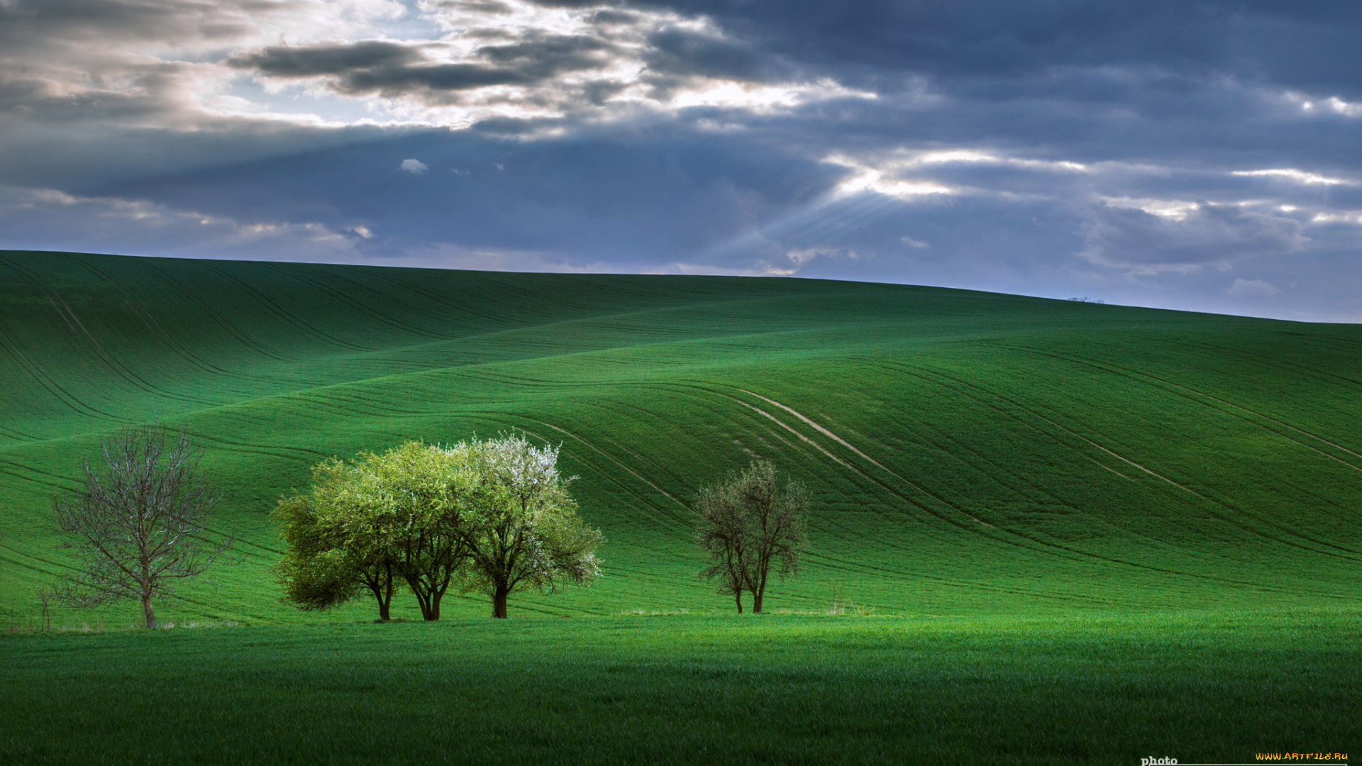 природа, поля, деревья, поле, лучи, весна, небо