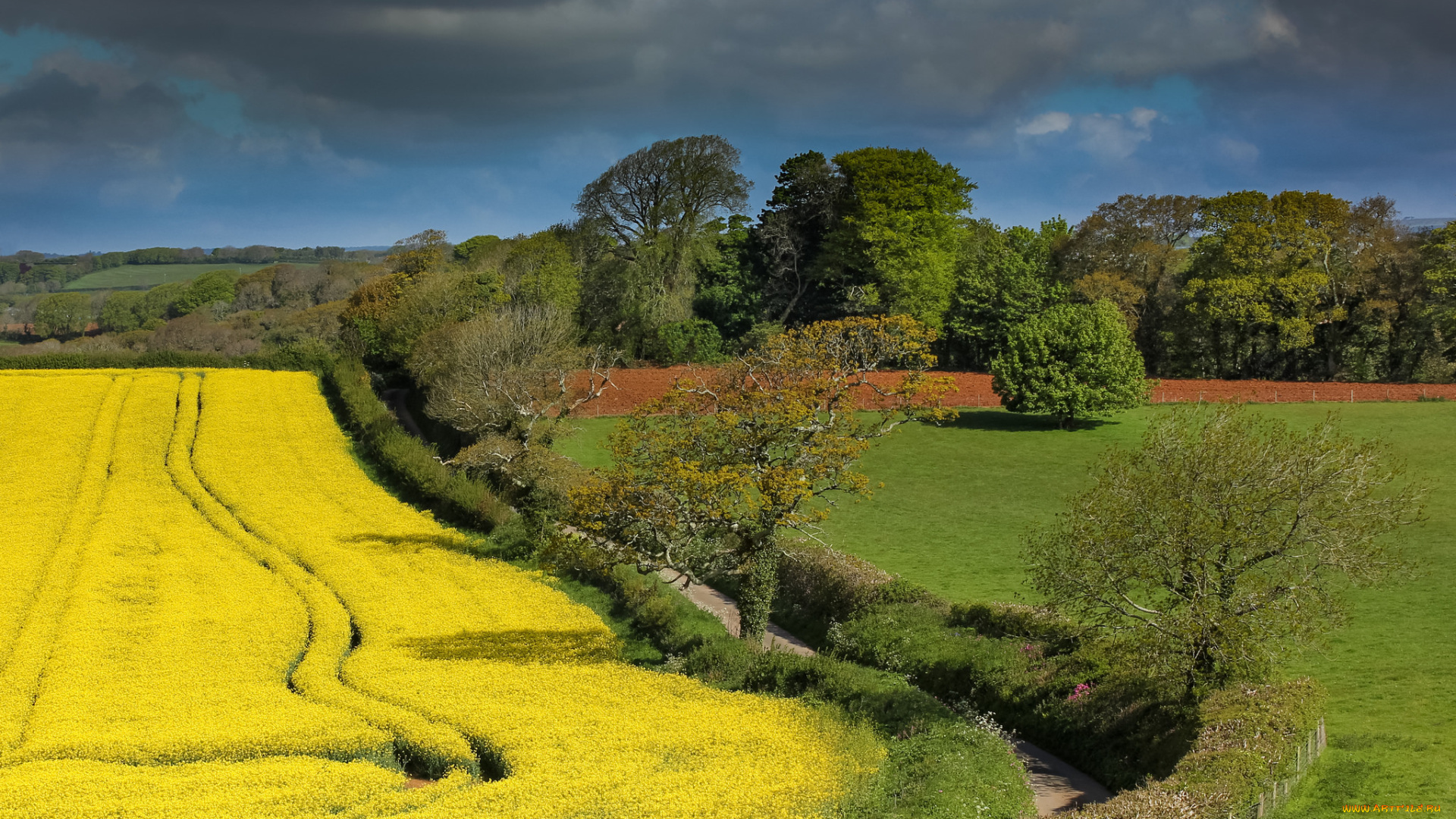 природа, поля, поле, цветы, трава, деревья, дорога