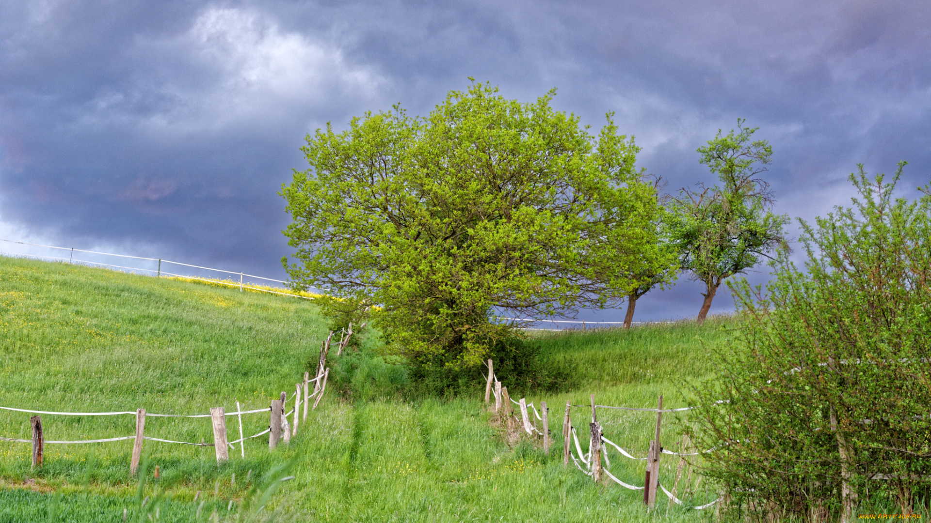 природа, поля, поле, изгородь, деревья, тучи